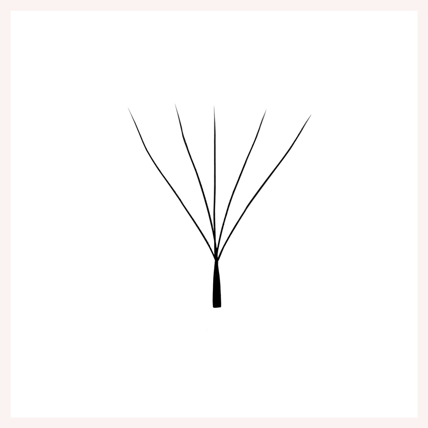 W Shape 5D Premade Fans Eyelash Extensions